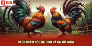 Cách Chăm Sóc Gà Chọi Đá Gà Tốt Nhất Cùng J88