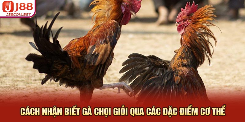 Cách Nhận Biết Gà Chọi Giỏi Qua Các Đặc Điểm Cơ Thể