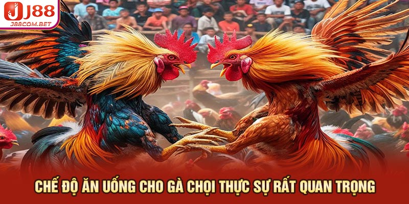 Chế độ ăn uống cho gà chọi thực sự rất quan trọng