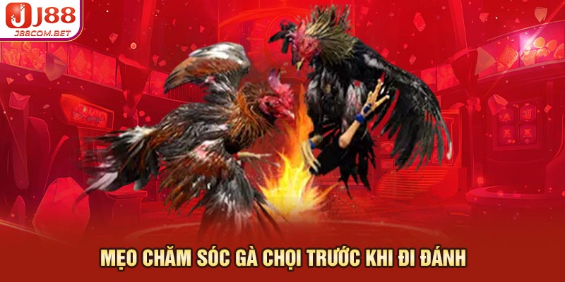 Mẹo Chăm Sóc Gà Chọi Trước Khi Đi Đánh