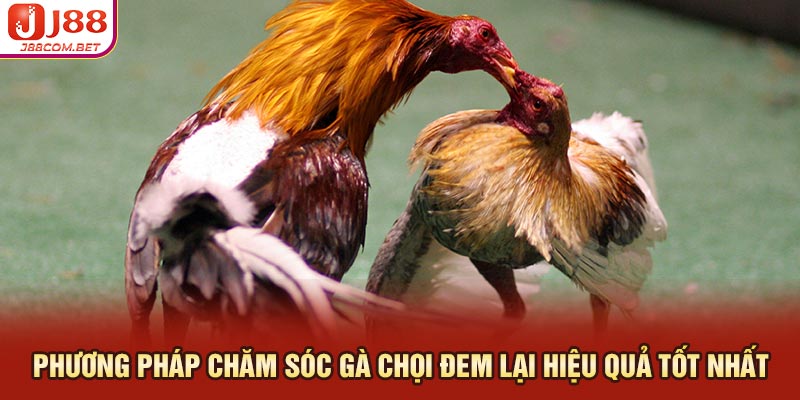 Phương pháp Chăm Sóc Gà Chọi Đem Lại Hiệu Quả Tốt Nhất