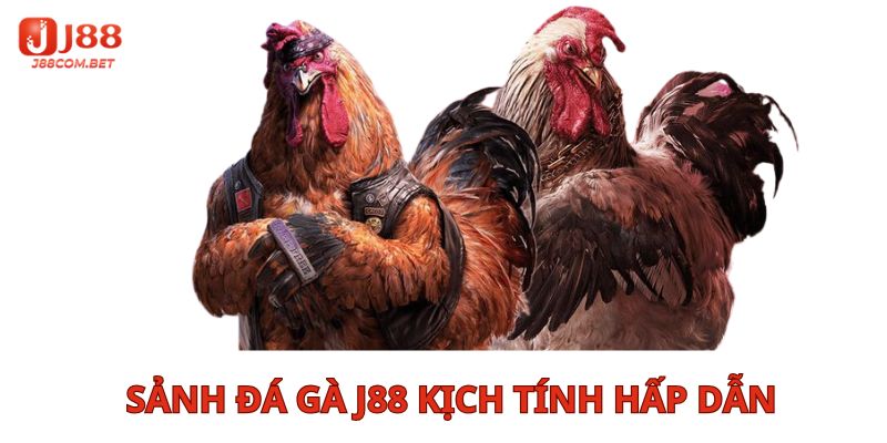 sảnh đá gà kịch tính hấp dẫn